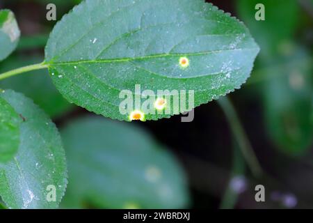 Crown rust of grasses fungi (Puccinia Series coronata). Infect leaf of common buckthorn (Rhamnus cathartica). Stock Photo