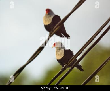 Seychelles endemic blue pigeons on electric cables in the evening Stock Photo