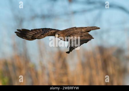 common buzzard, Buteo buteo Stock Photo