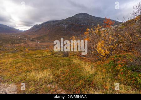 sich krümmende Birken in den Bergen von Kvaløya, Norwegen. gelb und orange gefärbte Bäume im Herbst in einem Hochtal, rote gelbe und grüne Pflanzen Stock Photo