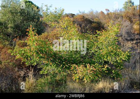 Christ's thorn (Paliurus spina-christi) is a deciduous shrub native to Mediterranean Basin and central Asia. This photo was taken in La Albera Natural Stock Photo