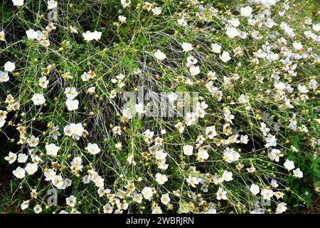 Apache plume (Fallugia paradoxa) is a shrub native to southwestern USA and northwestern Mexico. Flowers detail. Stock Photo