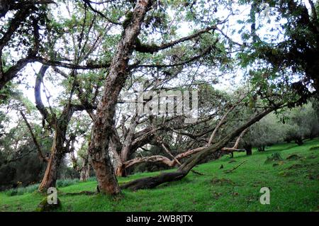 African redwood or African rosewood (Hagenia abyssinica) is a medicinal tree native to central and eastern Africa mountains. This photo was taken in S Stock Photo