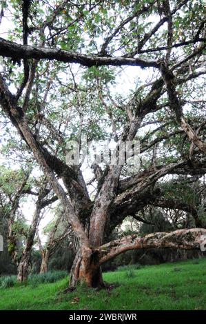 African redwood or African rosewood (Hagenia abyssinica) is a medicinal tree native to central and eastern Africa mountains. This photo was taken in S Stock Photo