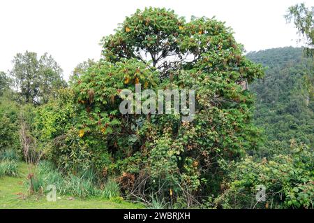 African redwood or African rosewood (Hagenia abyssinica) is a medicinal tree native to central and eastern Africa mountains. This photo was taken in S Stock Photo