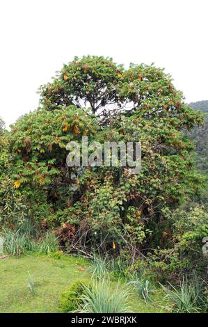 African redwood or African rosewood (Hagenia abyssinica) is a medicinal tree native to central and eastern Africa mountains. This photo was taken in S Stock Photo