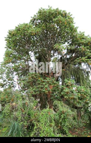 African redwood or African rosewood (Hagenia abyssinica) is a medicinal tree native to central and eastern Africa mountains. This photo was taken in S Stock Photo