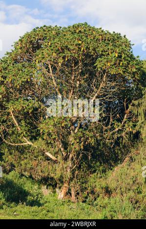 African redwood or African rosewood (Hagenia abyssinica) is a medicinal tree native to central and eastern Africa mountains. This photo was taken in S Stock Photo