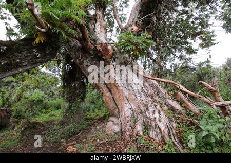 African redwood or African rosewood (Hagenia abyssinica) is a medicinal tree native to central and eastern Africa mountains. This photo was taken in S Stock Photo