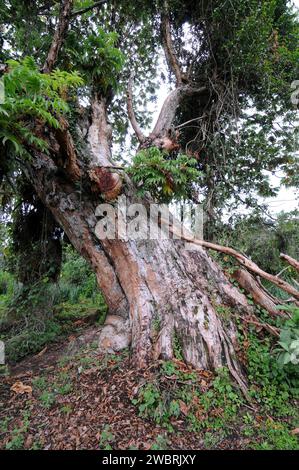 African redwood or African rosewood (Hagenia abyssinica) is a medicinal tree native to central and eastern Africa mountains. This photo was taken in S Stock Photo