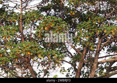 African redwood or African rosewood (Hagenia abyssinica) is a medicinal tree native to central and eastern Africa mountains. This photo was taken in S Stock Photo