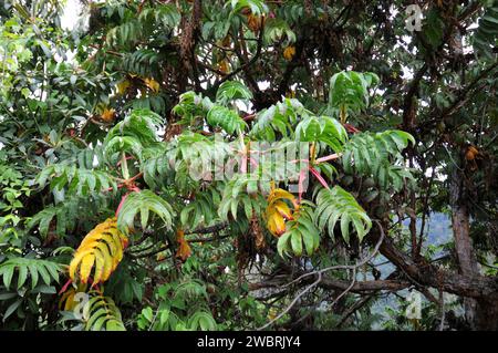 African redwood or African rosewood (Hagenia abyssinica) is a medicinal tree native to central and eastern Africa mountains. Leaves detail. This photo Stock Photo