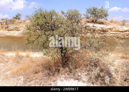 Wild almond (Prunus dulcis amara or Prunus amygdalus amara) is a deciduous shrub native to Asia from Turkey. Its seeds are toxics. This photo was take Stock Photo