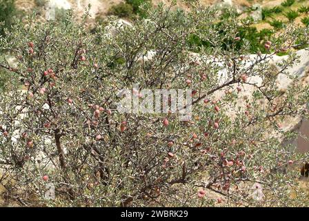 Wild almond (Prunus dulcis or Prunus amygdalus) is a deciduous shrub native to Asia from Turkey to India. Its seeds are toxics. This photo was taken i Stock Photo