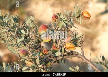Wild almond (Prunus dulcis amara or Prunus amygdalus amara) is a deciduous shrub native to Asia from Turkey to India. Its seeds are  toxics. This phot Stock Photo
