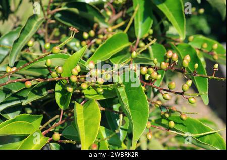 Portugal laurel (Prunus lusitanica) is a evergreen small tree native to Macaronesia (Canary Islands, Azores and Madeira) and in a few locations in Ibe Stock Photo
