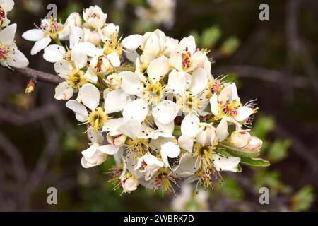 Mediterranean wild pear (Pyrus spinosa or Pyrus amygdaliformis) is a deciduous tree native to north Mediterranean Basin, from Spain to Turkey. This ph Stock Photo
