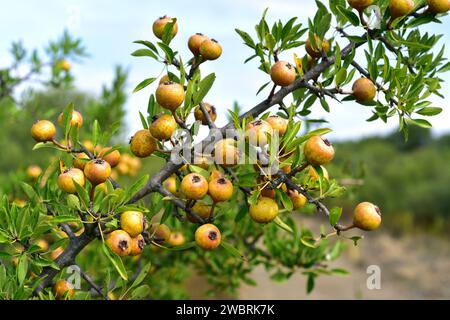 Mediterranean wild pear (Pyrus spinosa or Pyrus amygdaliformis) is a deciduous tree native to north Mediterranean Basin, from Spain to Turkey. This ph Stock Photo