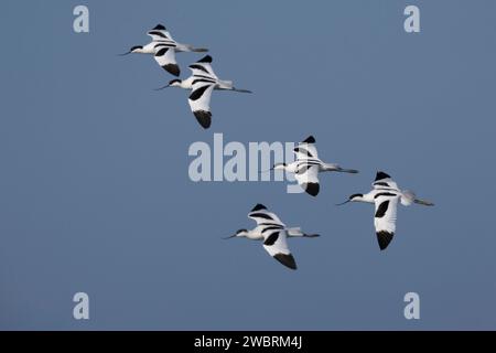 Pied Avocet (Recurvirostra avocetta), a flock in flight, Campania, Italy Stock Photo