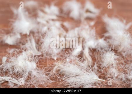 Baby goose feathers on brown wood background, abstract texture Stock Photo