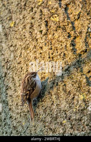 The Eurasian treecreeper or common treecreeper - Certhia familiaris - is a small passerine bird of the family Certhiidae. Stock Photo