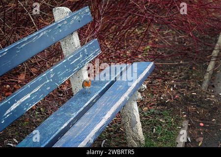 A small robin sitting on a blue wooden bench. Stock Photo