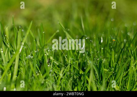 Morning dew on green grass in the morning sun Stock Photo