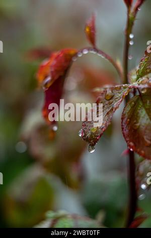 raindrops on garden rose leaves Stock Photo