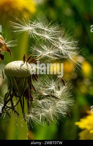 Faded dandelion on a blurred background of blooming Stock Photo