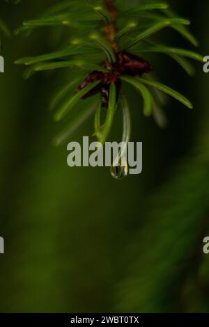 macro raindrop on a spruce branch Stock Photo