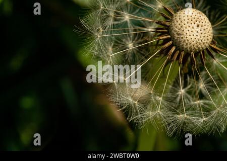 Faded dandelion on a blurred background of blooming Stock Photo