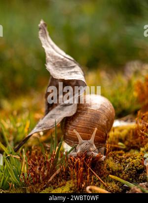 snail with dry leaf on green moss Stock Photo