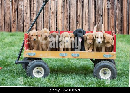 Special delivery - a wagon full of young puppies Stock Photo