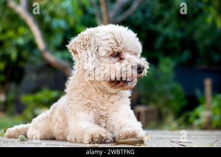 Shaggy white dog lying in the garden of a house. Stock Photo