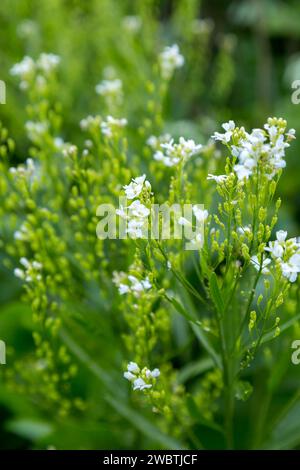 White horseradish flowers lat. Armoracia rusticana Stock Photo