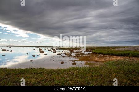 Arctic landscape with green willow plants in the foreground and a shallow pond in the background with partly overcast skies, near Arviat, Nunavut, Canada Stock Photo