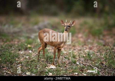 A Gray Borcket Deer (Mazama gouazoubira) in the Pantanal of Brazil Stock Photo