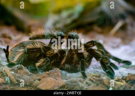 Grammostola rosea is a common pet for tarantula hobbyists Stock Photo