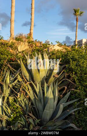 A large agave against a background of palm trees decorates a garden near the sea Stock Photo