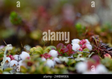 Flower of a lingonberry or cranberry growing on cryptogamic mat in the arctic tundra. It is a low evergreen shrub with creeping horizontal roots. Stock Photo