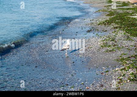 Sea bird on the shore of the Black sea: a juvenile seagull strolling on the sandy beach of the Black Sea coastline. Close-up photo. Stock Photo