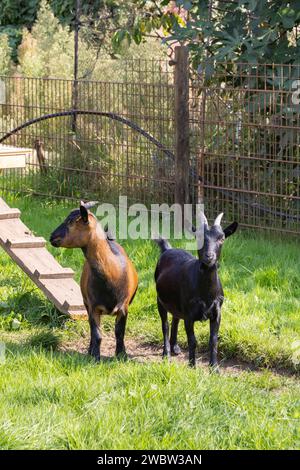 Two little goats outdoor in the sun Stock Photo