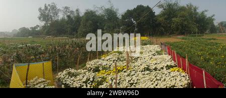 Panoramic field of budding Chrysanthemums, Chandramalika, Chandramallika, mums , chrysanths, genus Chrysanthemum, family Asteraceae. Winter morning. Stock Photo