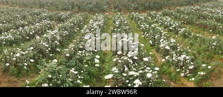 Panoramic field of budding Chrysanthemums, Chandramalika, Chandramallika, mums , chrysanths, genus Chrysanthemum, family Asteraceae. Winter morning. Stock Photo