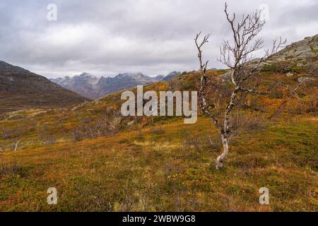 sich krümmende Birken in den Bergen von Kvaløya, Norwegen. gelb und orange gefärbte Bäume im Herbst in einem Hochtal, rote gelbe und grüne Pflanzen Stock Photo