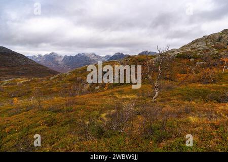 sich krümmende Birken in den Bergen von Kvaløya, Norwegen. gelb und orange gefärbte Bäume im Herbst in einem Hochtal, rote gelbe und grüne Pflanzen Stock Photo