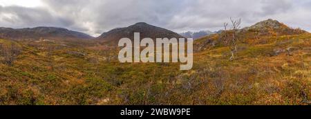 sich krümmende Birken in den Bergen von Kvaløya, Norwegen. gelb und orange gefärbte Bäume im Herbst in einem Hochtal, rote gelbe und grüne Pflanzen Stock Photo