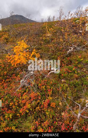 sich krümmende Birken in den Bergen von Kvaløya, Norwegen. gelb und orange gefärbte Bäume im Herbst in einem Hochtal, rote gelbe und grüne Pflanzen Stock Photo