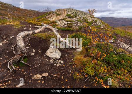 sich krümmende Birken in den Bergen von Kvaløya, Norwegen. gelb und orange gefärbte Bäume im Herbst in einem Hochtal, rote gelbe und grüne Pflanzen Stock Photo