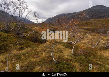 sich krümmende Birken in den Bergen von Kvaløya, Norwegen. gelb und orange gefärbte Bäume im Herbst in einem Hochtal, rote gelbe und grüne Pflanzen Stock Photo